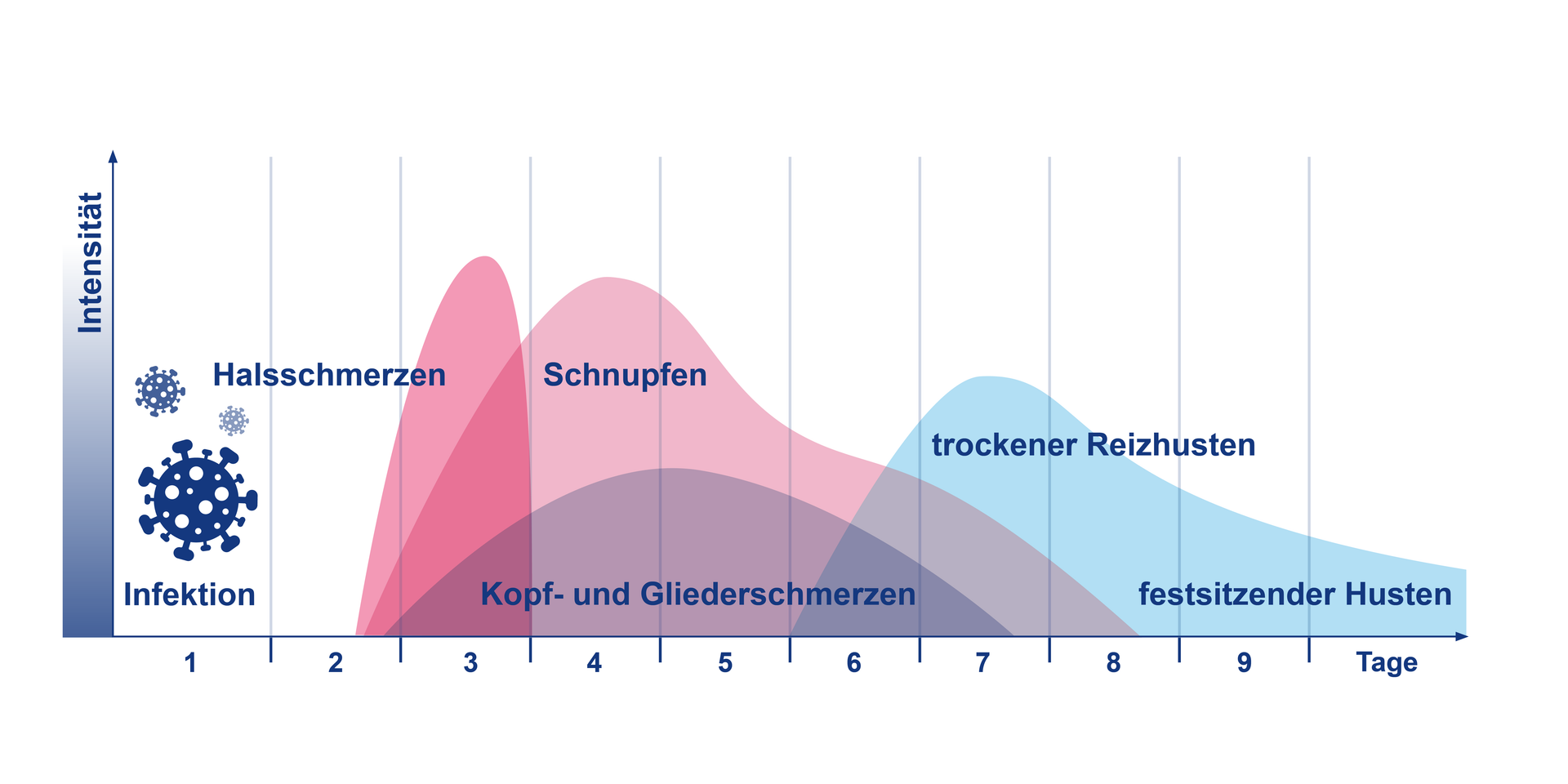 Eine Infografik, die verschiedene Phasen einer Erkältung darstellt. Die Grafik zeigt die Symptome und den Verlauf einer Erkältung von den ersten Anzeichen bis zur vollständigen Genesung.