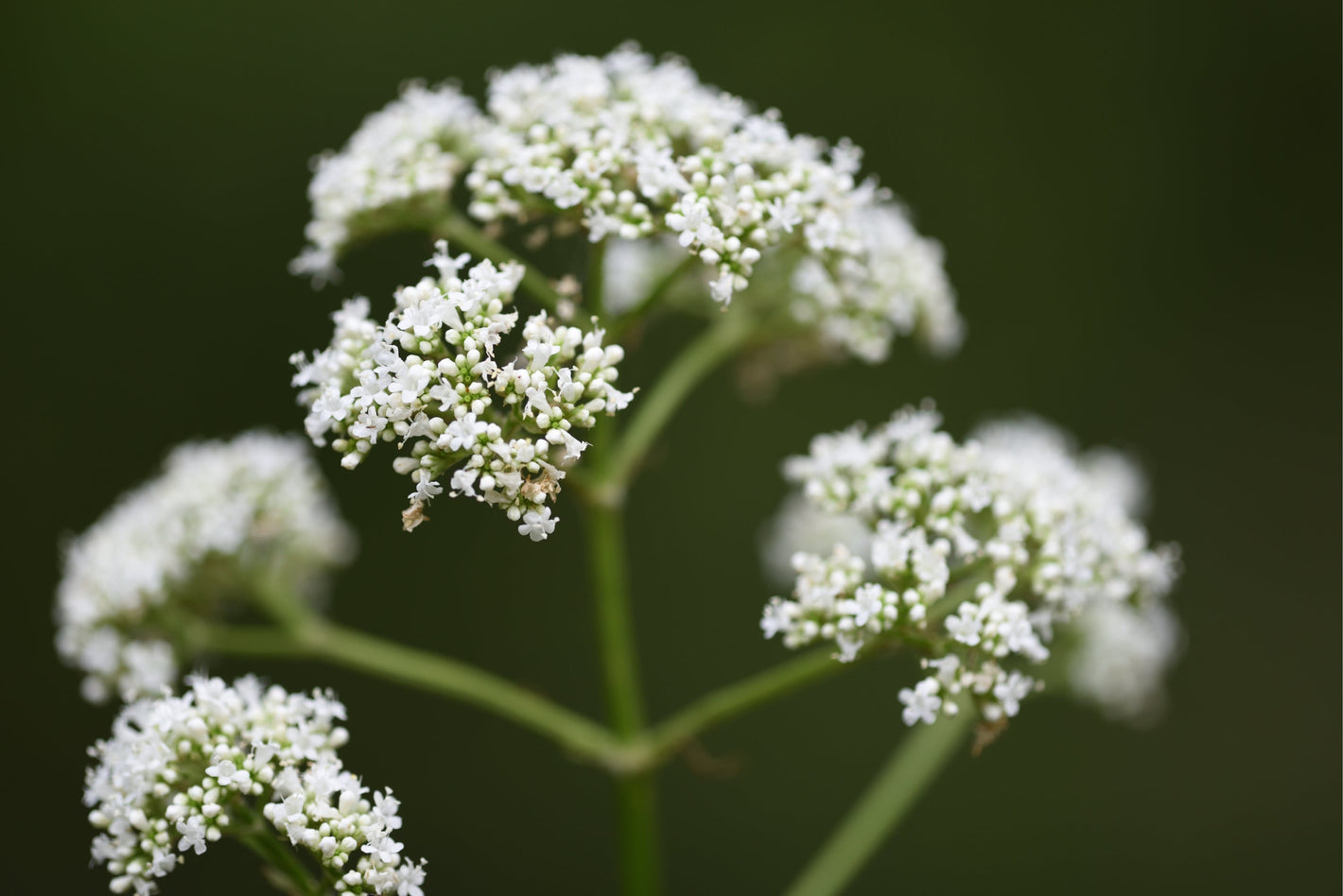 Baldrian Pflanze vor grünem Hintergrund