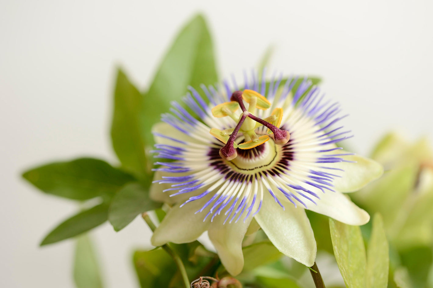 Passionsblume vor hellem Hintergrund