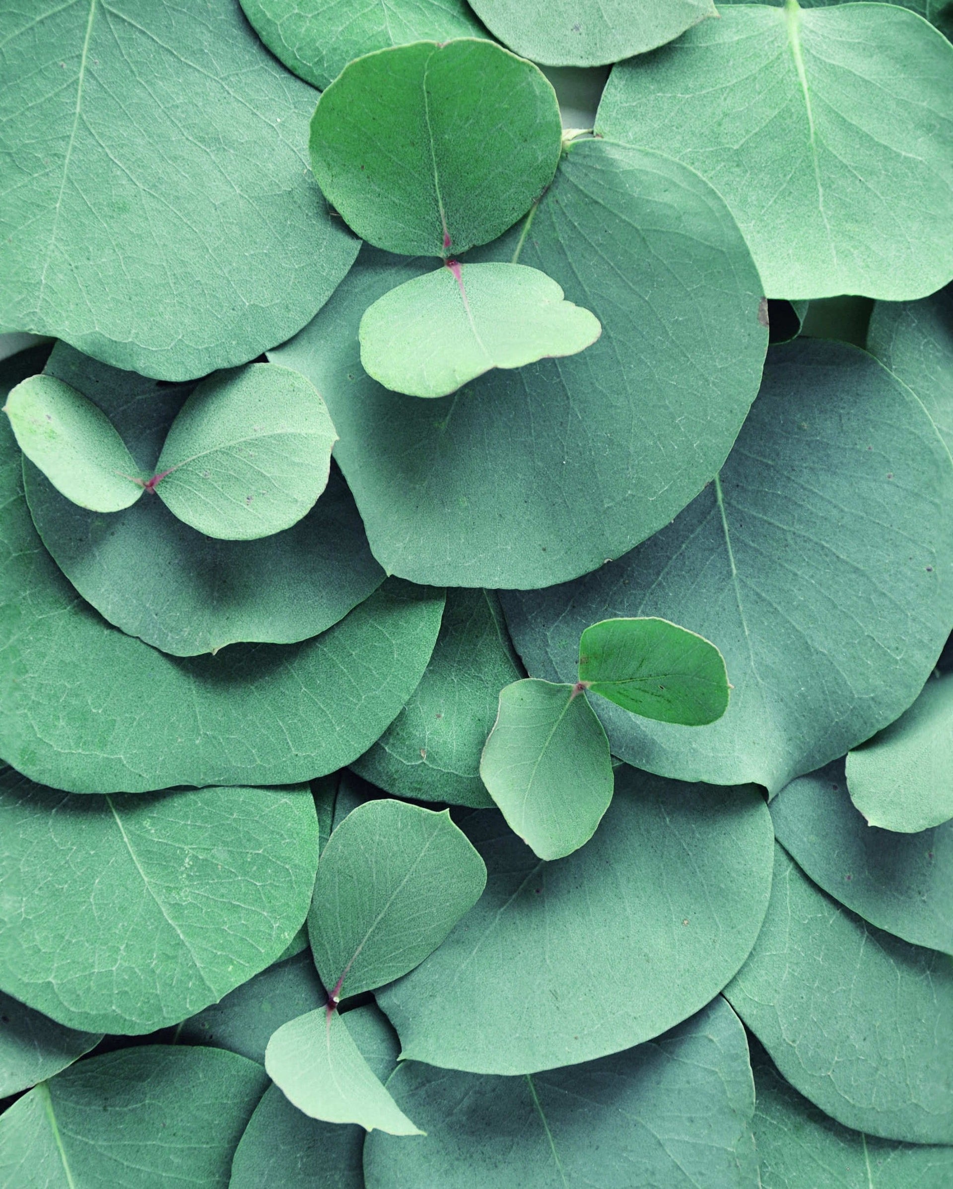 Ein Hintergrund voller grünem Salbei.
